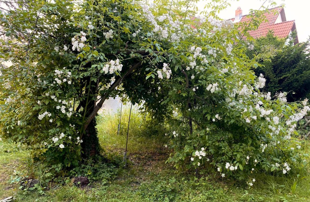 Gronocottage Bad Harzburg Esterno foto